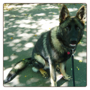 Dog Obedience Training - Whitestone - Queens