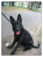 Dog Obedience Training - Astoria - Queens