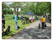 Dog Training Camp - Juniper Valley Park - Queens