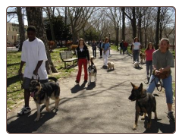 Free Dog Training Camp - Flushing- Queens