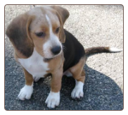 Beagle - Puppy - Flushing Puppy Training - Queens
