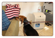 NY Bed Bug Canine Detection
