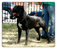 Queens NY Dog Training - Swinford Bandog