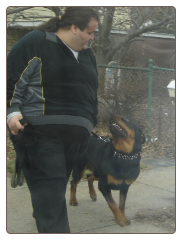 Rottweiler - Dog Training - NY - New York