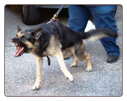 Dog Protection Training - Queens NY
