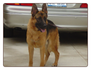 Dog Protection Training - Guard Dog