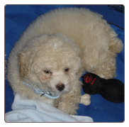 Toy Poodle Puppy - College Point Dog Training - Queens