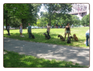 Free Dog Training Camp - Astoria - Queens